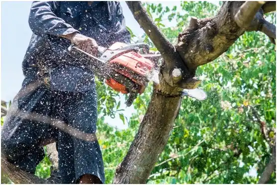 tree services Allentown